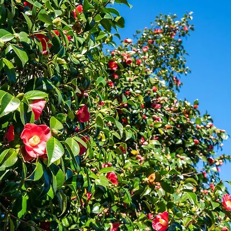 Quinta Lamas - Antiga Adega 別荘 ヴォウゼーラ