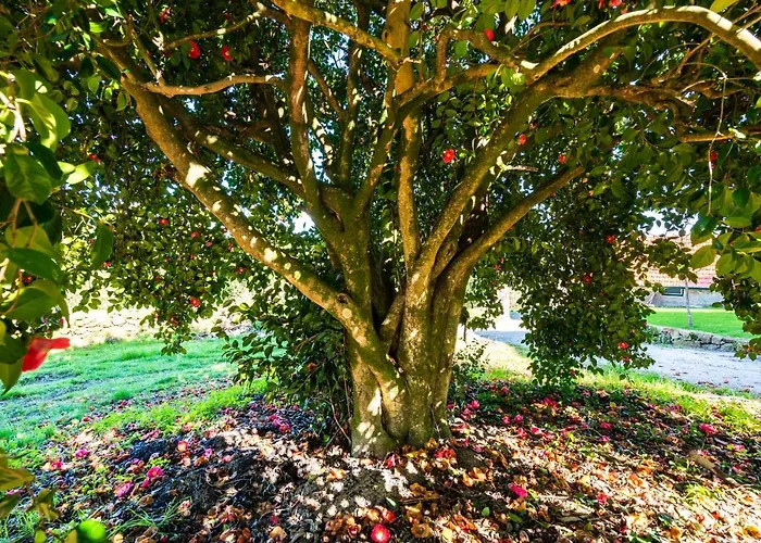 別荘 Quinta Lamas - Antiga Adega *