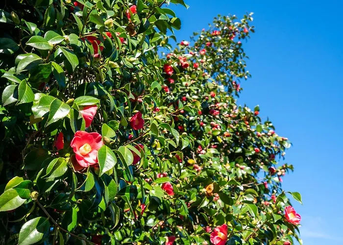 Quinta Lamas - Antiga Adega Hébergement de vacances Vouzela